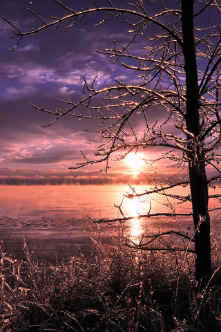 Fondo de pantalla Frozen Trees near Lake in Canada 320x480