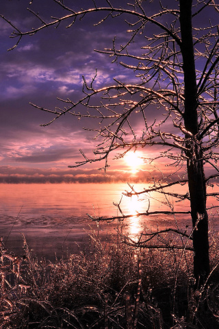 Frozen Trees near Lake in Canada wallpaper 320x480