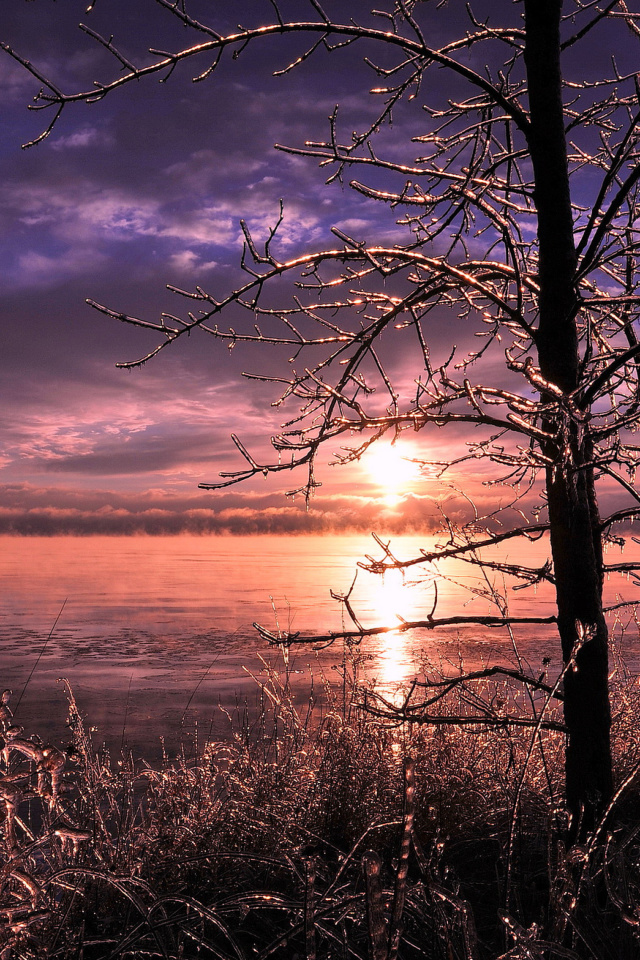 Das Frozen Trees near Lake in Canada Wallpaper 640x960