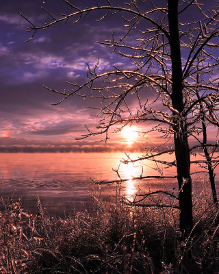 Frozen Trees near Lake in Canada sfondi gratuiti per 640x1136