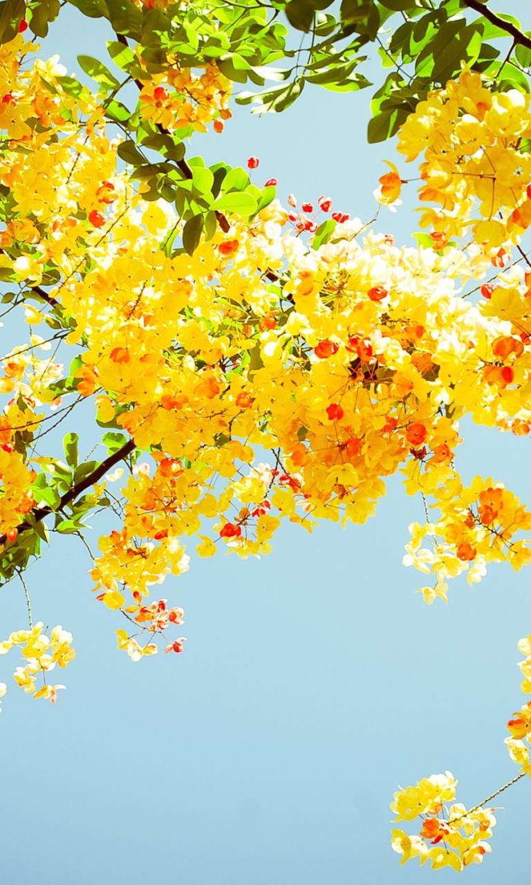 Golden Blossom screenshot #1 768x1280