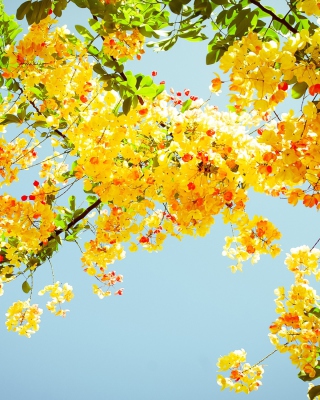 Golden Blossom - Obrázkek zdarma pro Nokia Lumia 1020