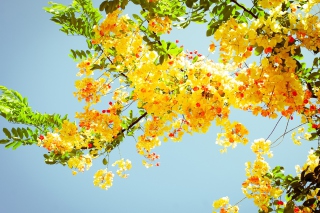 Golden Blossom - Obrázkek zdarma pro HTC One