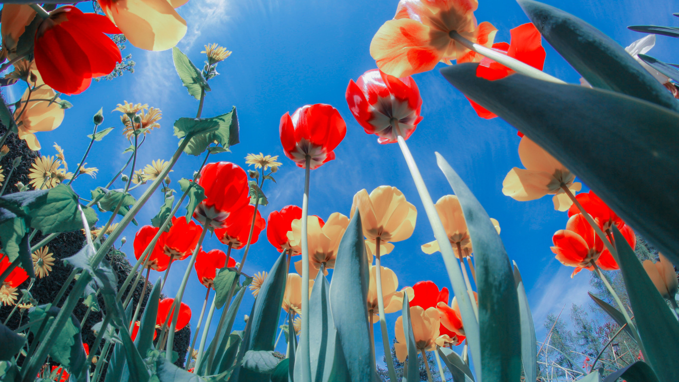 Das Poppies Sunny Day Wallpaper 1366x768