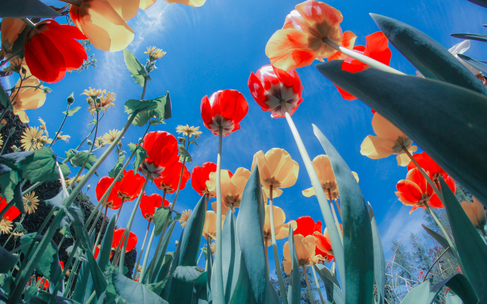 Poppies Sunny Day wallpaper 1680x1050