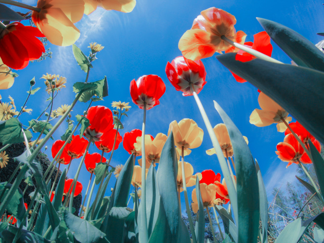 Poppies Sunny Day screenshot #1 640x480