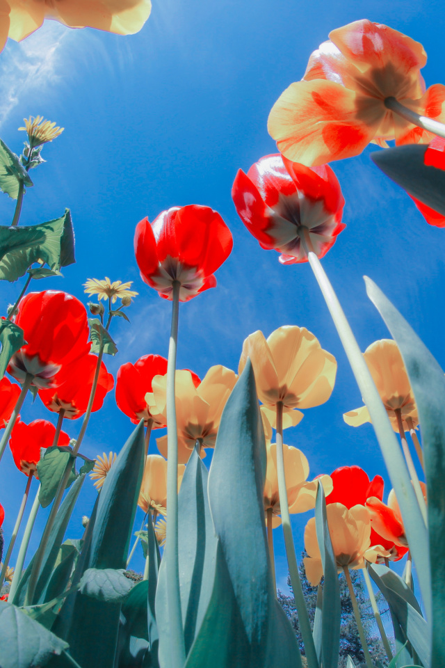 Poppies Sunny Day wallpaper 640x960