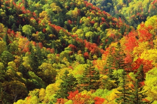 Bright Autumn Is Coming - Obrázkek zdarma pro Fullscreen Desktop 1280x960