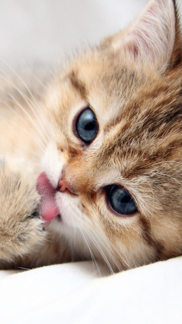 Das Sweet Kitten Wallpaper 360x640