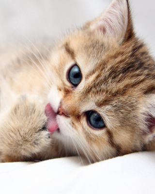 Sweet Kitten - Obrázkek zdarma pro Nokia C-Series