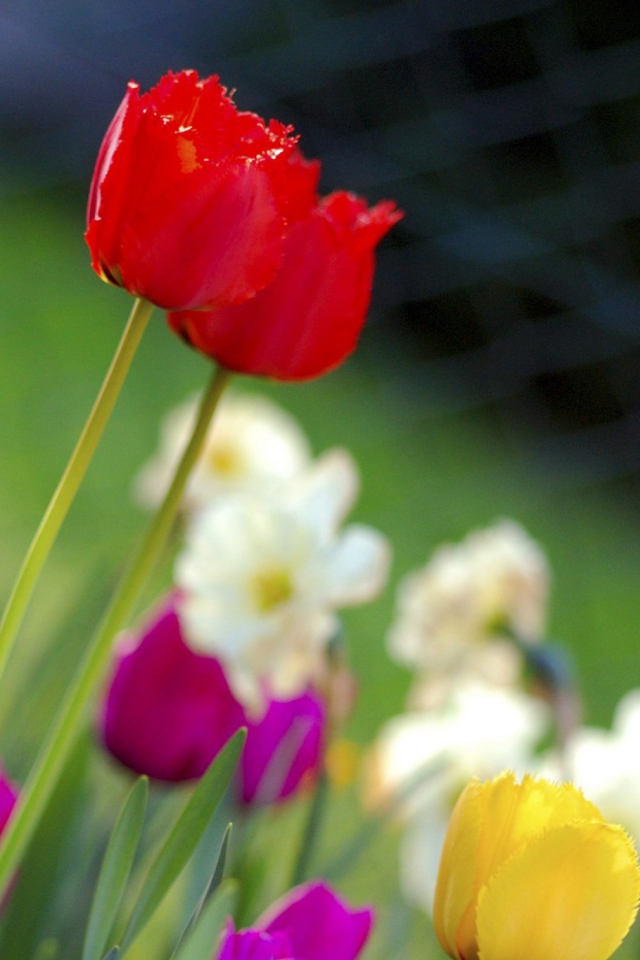 Screenshot №1 pro téma Colorful Garden Flowers 640x960