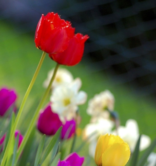 Colorful Garden Flowers - Obrázkek zdarma pro 208x208