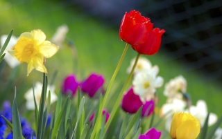Colorful Garden Flowers - Obrázkek zdarma pro HTC Desire 310