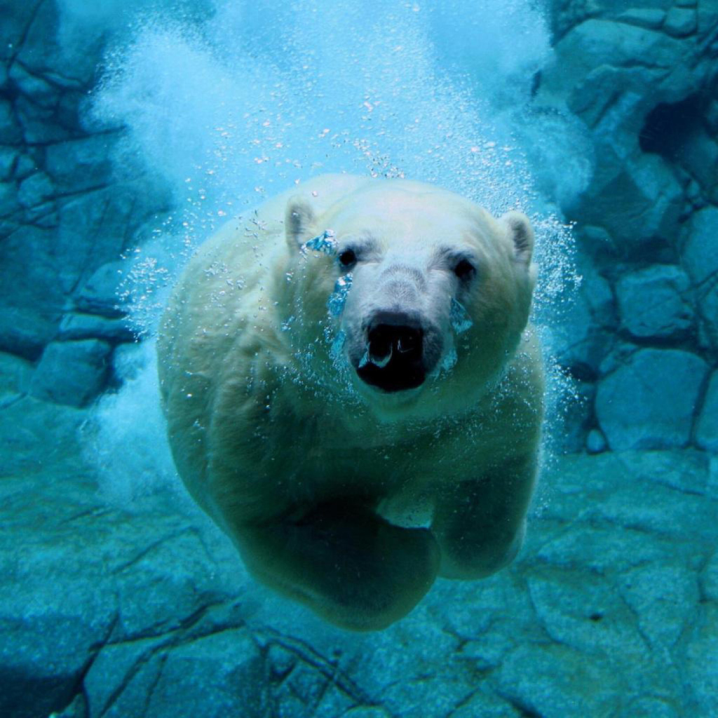 Das Polar Bear Swimming Wallpaper 1024x1024