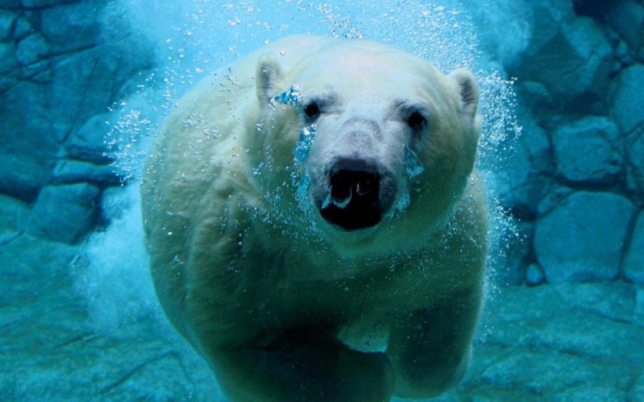 Screenshot №1 pro téma Polar Bear Swimming 1280x800
