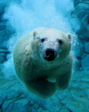 Fondo de pantalla Polar Bear Swimming 128x160