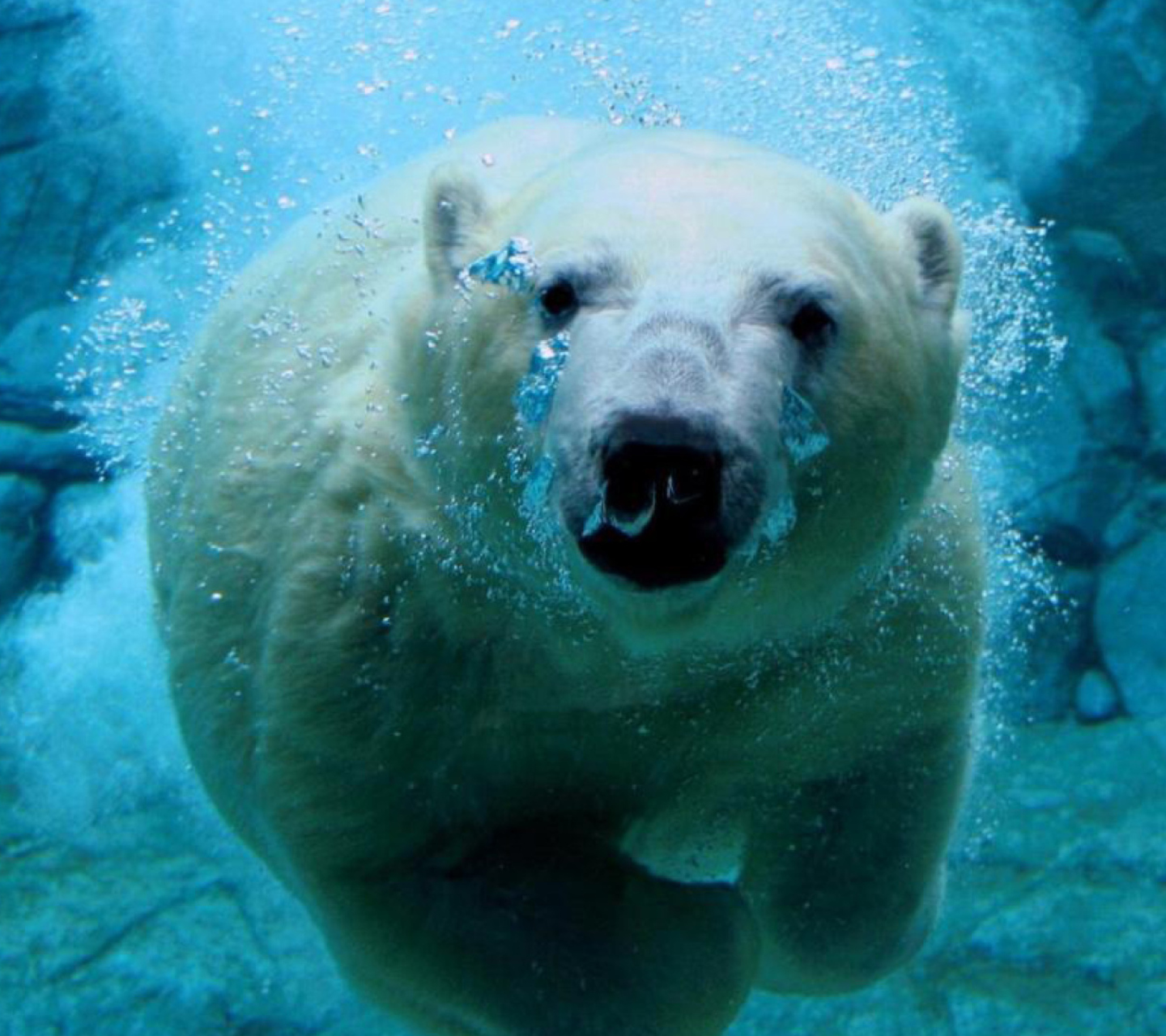 Fondo de pantalla Polar Bear Swimming 1440x1280