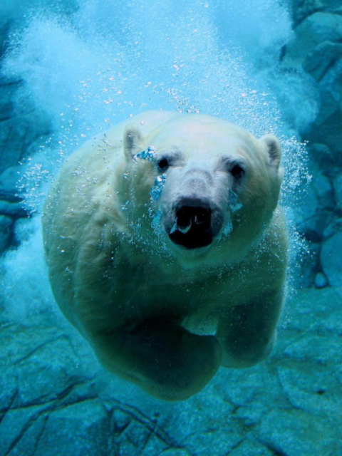 Screenshot №1 pro téma Polar Bear Swimming 480x640