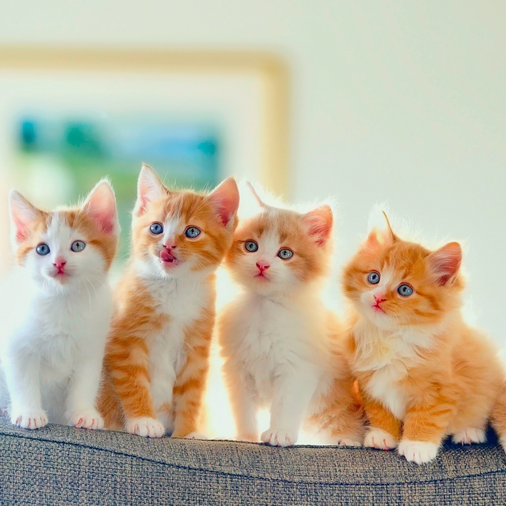 Das Cute Kittens Wallpaper 1024x1024