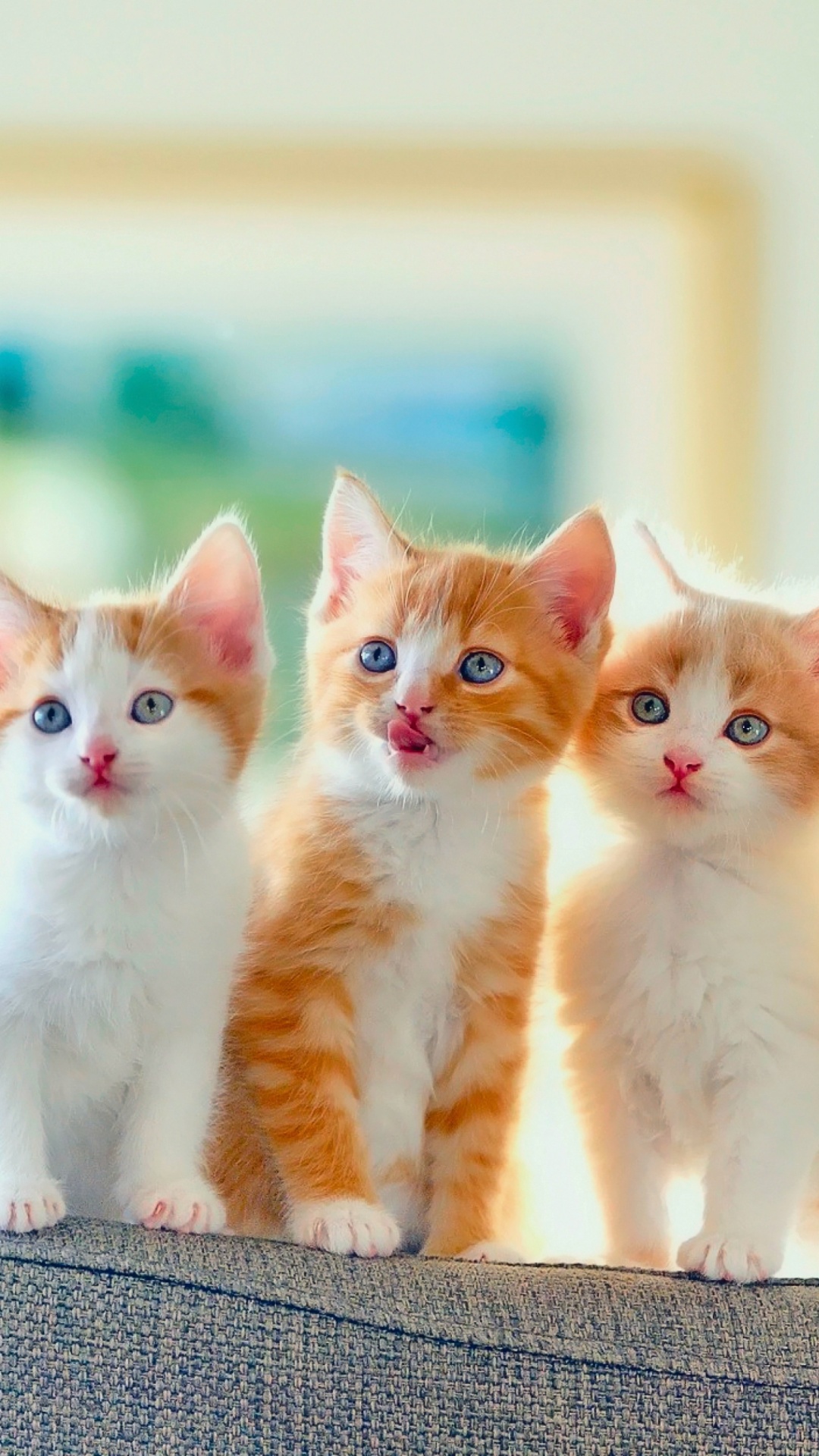 Das Cute Kittens Wallpaper 1080x1920