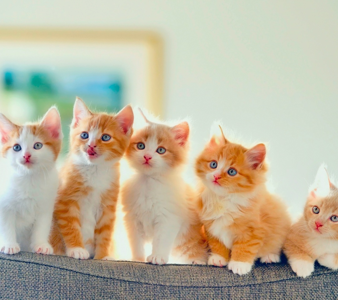 Fondo de pantalla Cute Kittens 1080x960