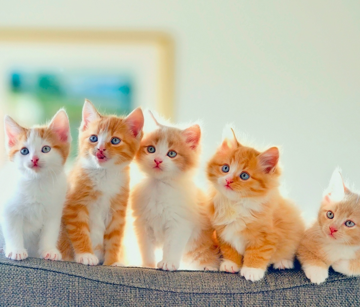 Fondo de pantalla Cute Kittens 1200x1024