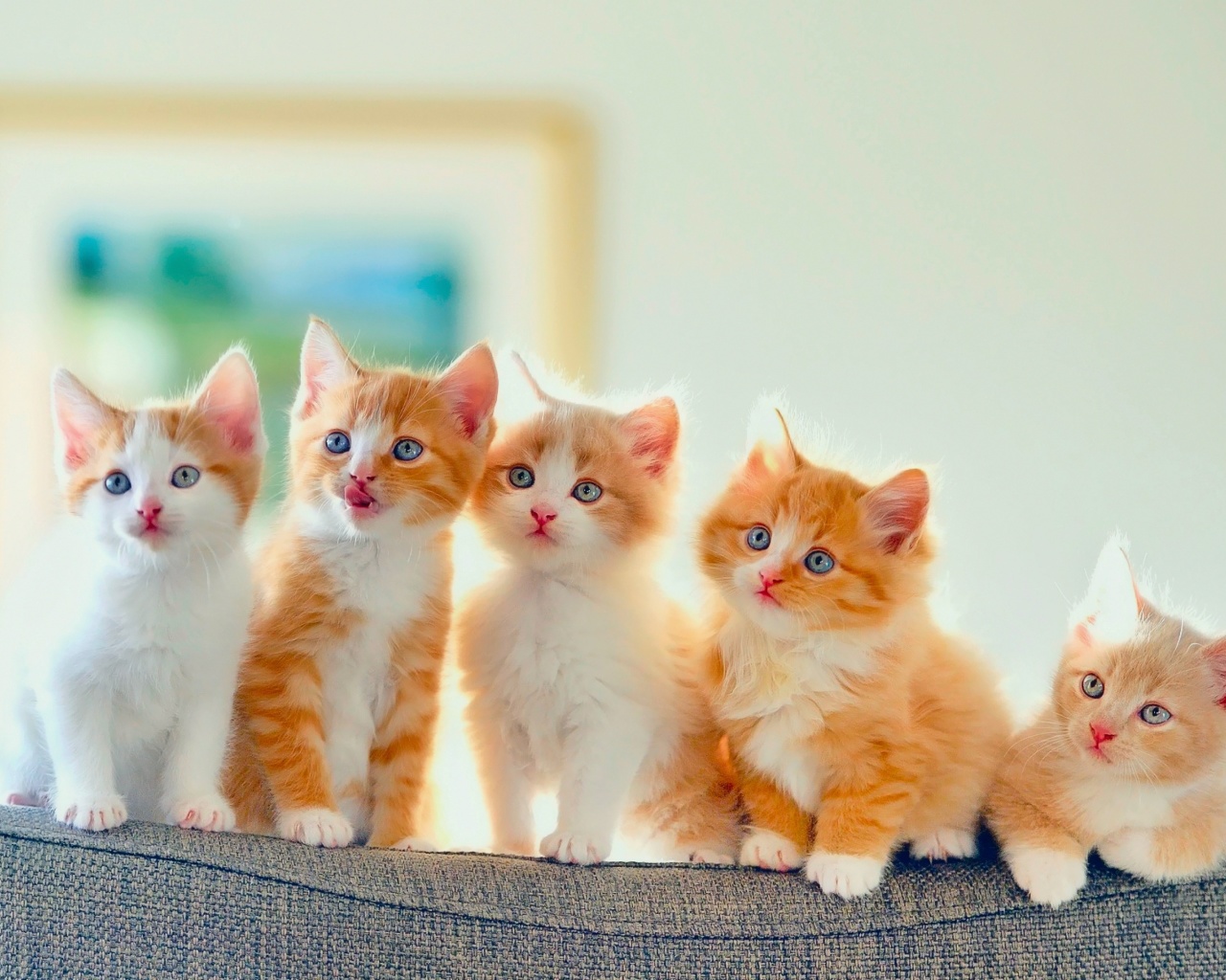 Das Cute Kittens Wallpaper 1280x1024