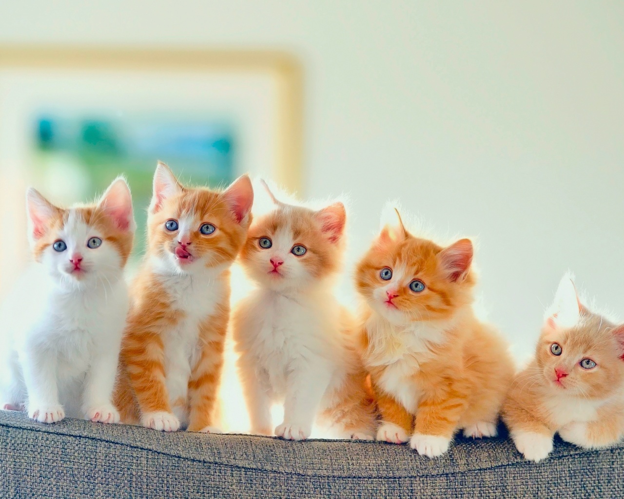 Обои Cute Kittens 1280x1024