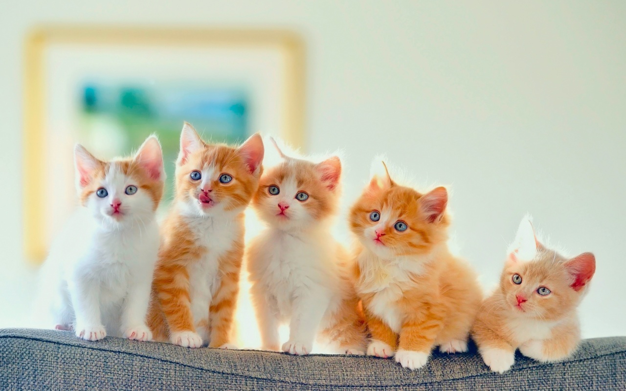 Cute Kittens screenshot #1 1280x800