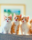 Cute Kittens wallpaper 128x160