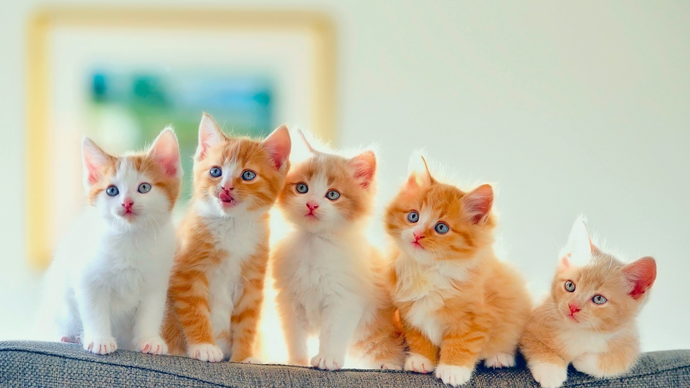 Fondo de pantalla Cute Kittens 1366x768