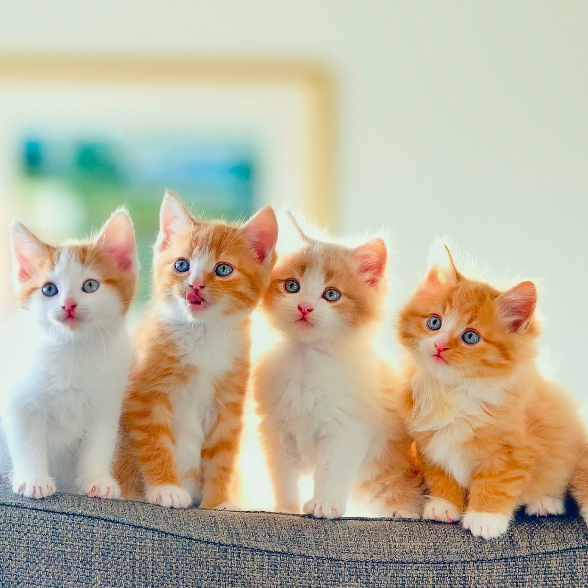 Das Cute Kittens Wallpaper 2048x2048