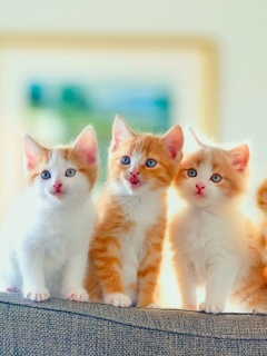 Обои Cute Kittens 240x320