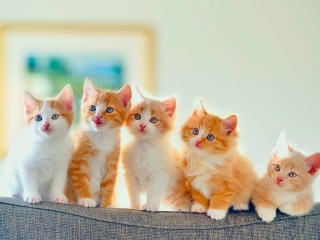 Обои Cute Kittens 320x240