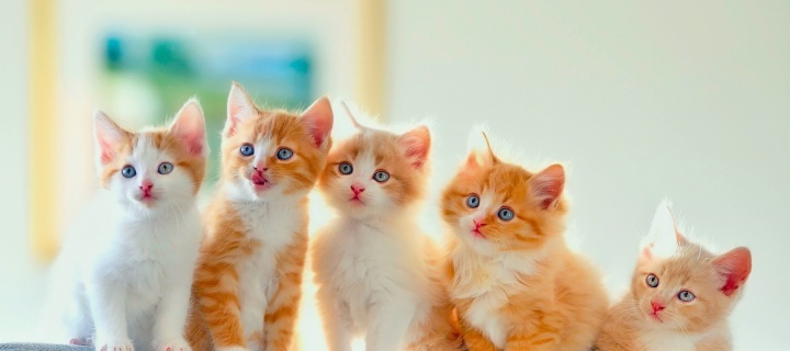 Das Cute Kittens Wallpaper 720x320