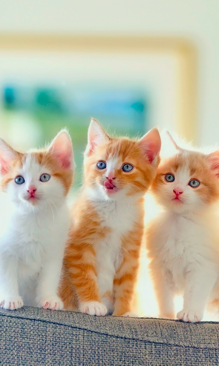 Das Cute Kittens Wallpaper 768x1280