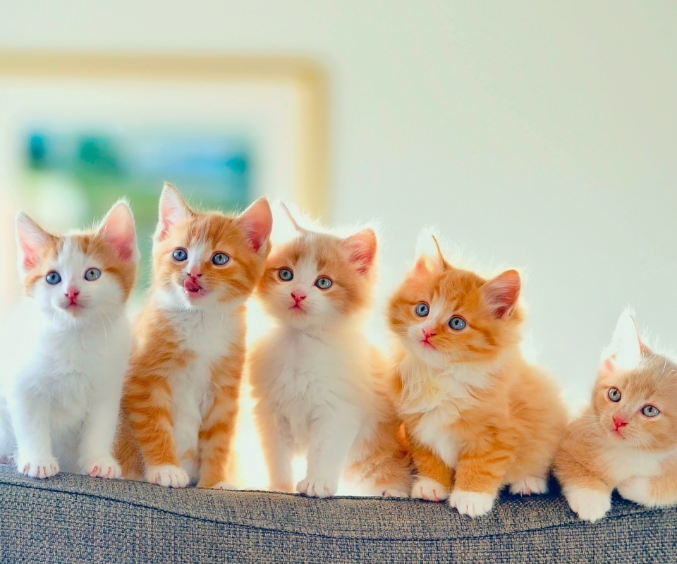 Fondo de pantalla Cute Kittens 960x800