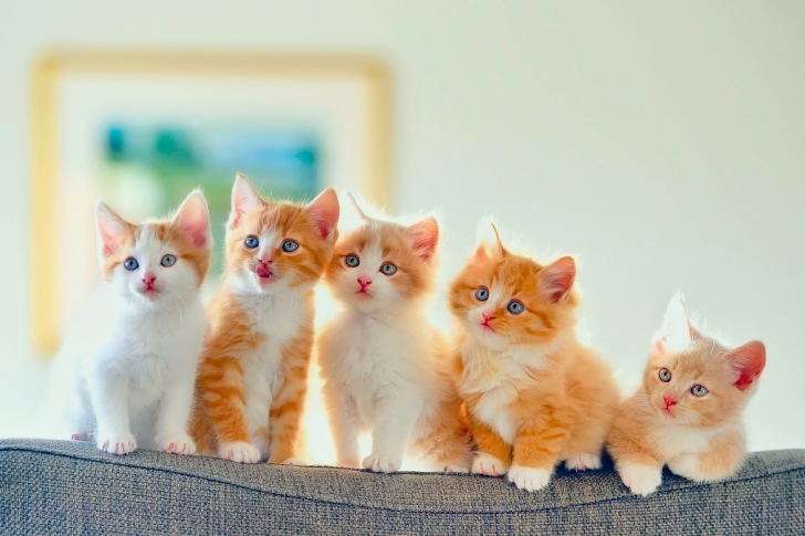 Screenshot №1 pro téma Cute Kittens