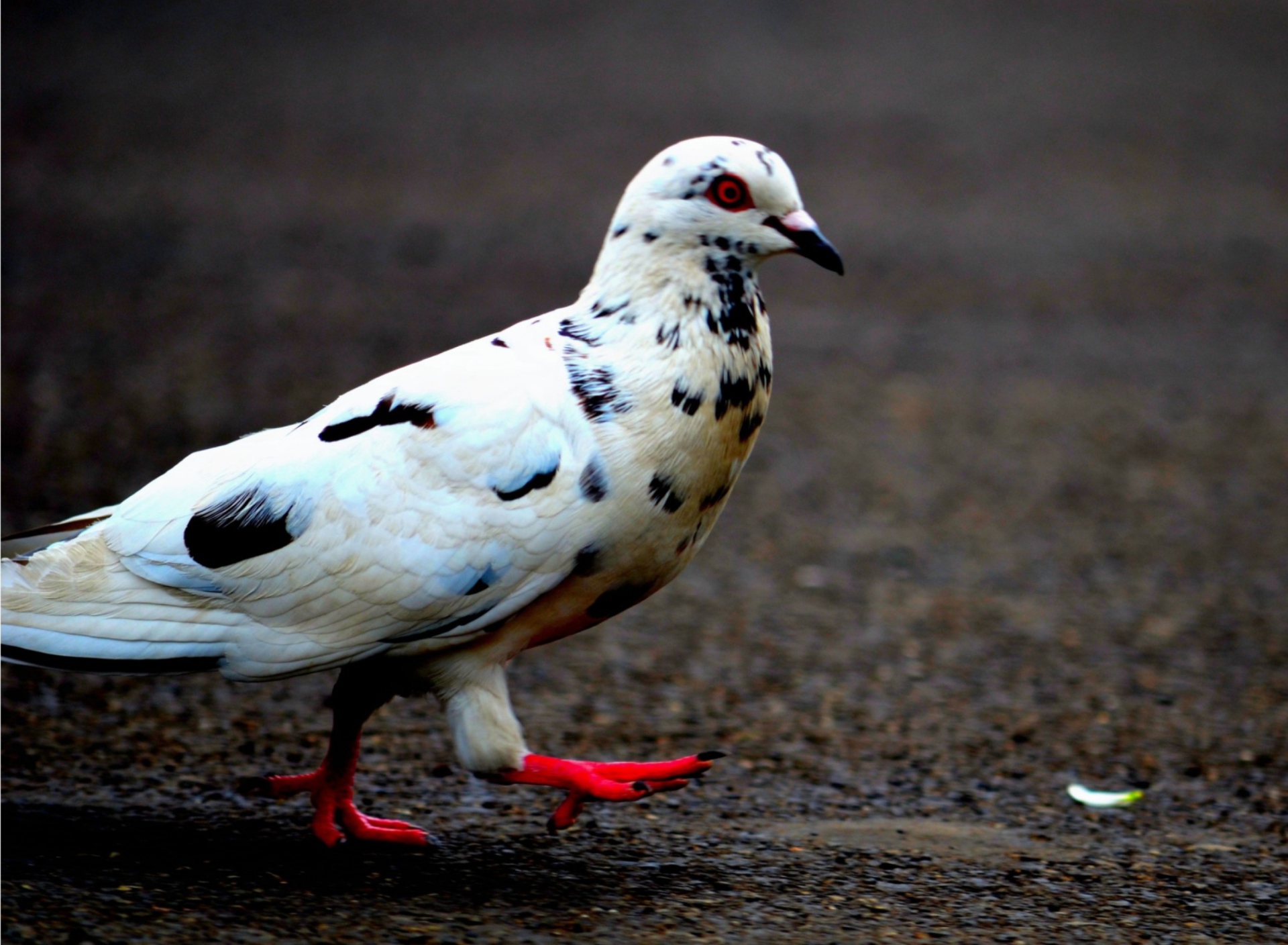 Fondo de pantalla Pigeon 1920x1408