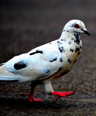 Pigeon - Obrázkek zdarma pro iPhone 5C
