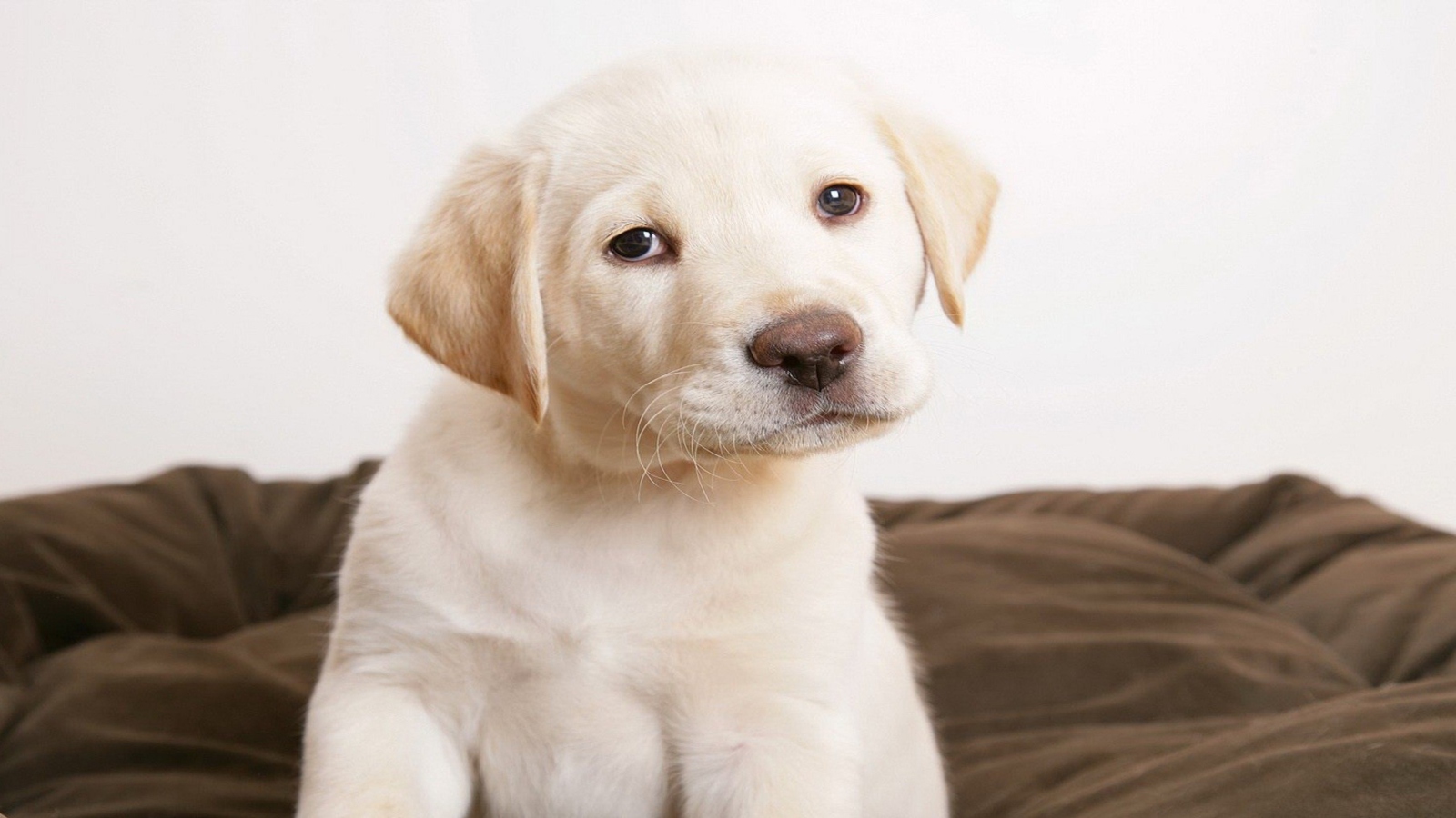 Labrador Retriever wallpaper 1600x900