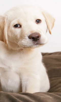 Labrador Retriever screenshot #1 240x400