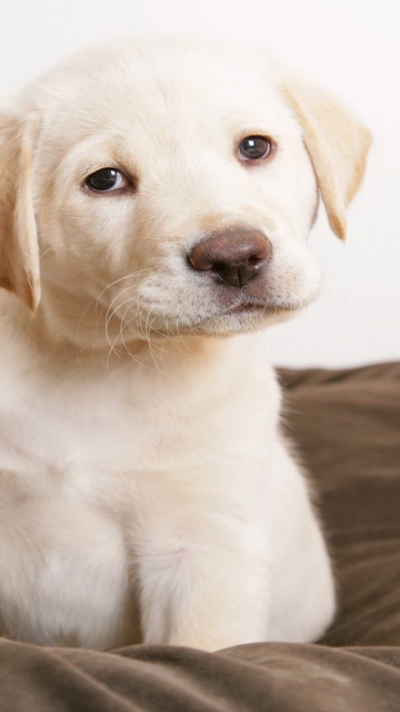 Labrador Retriever wallpaper 360x640