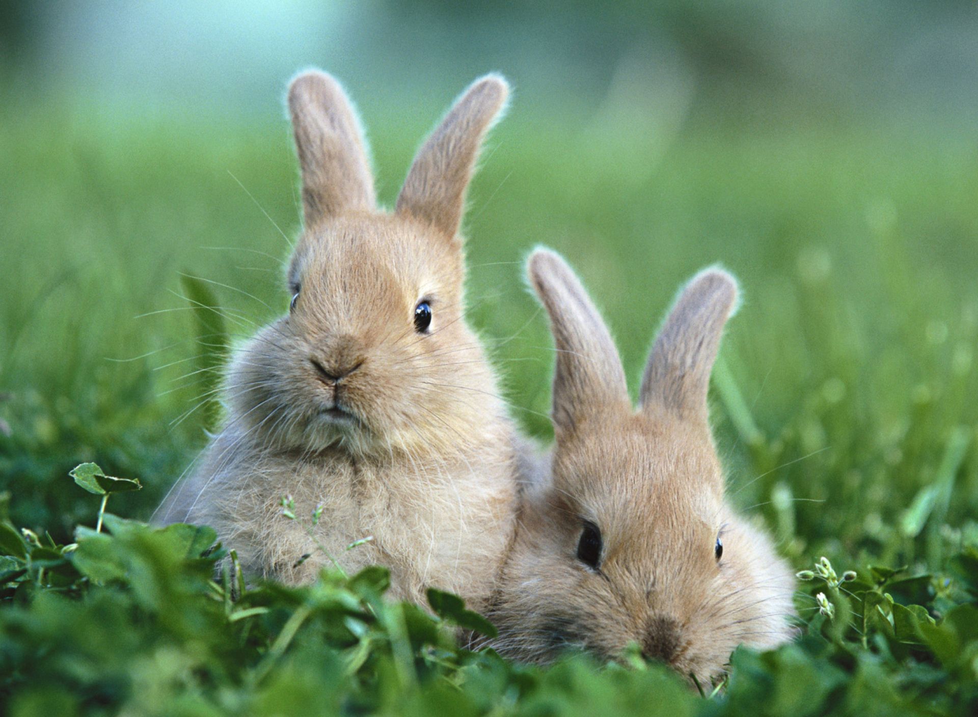 Sfondi Puppy Rabbits 1920x1408