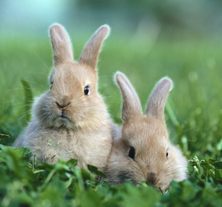 Puppy Rabbits - Fondos de pantalla gratis para 2048x2048