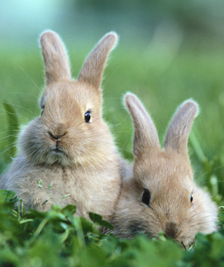Puppy Rabbits - Obrázkek zdarma pro 176x220