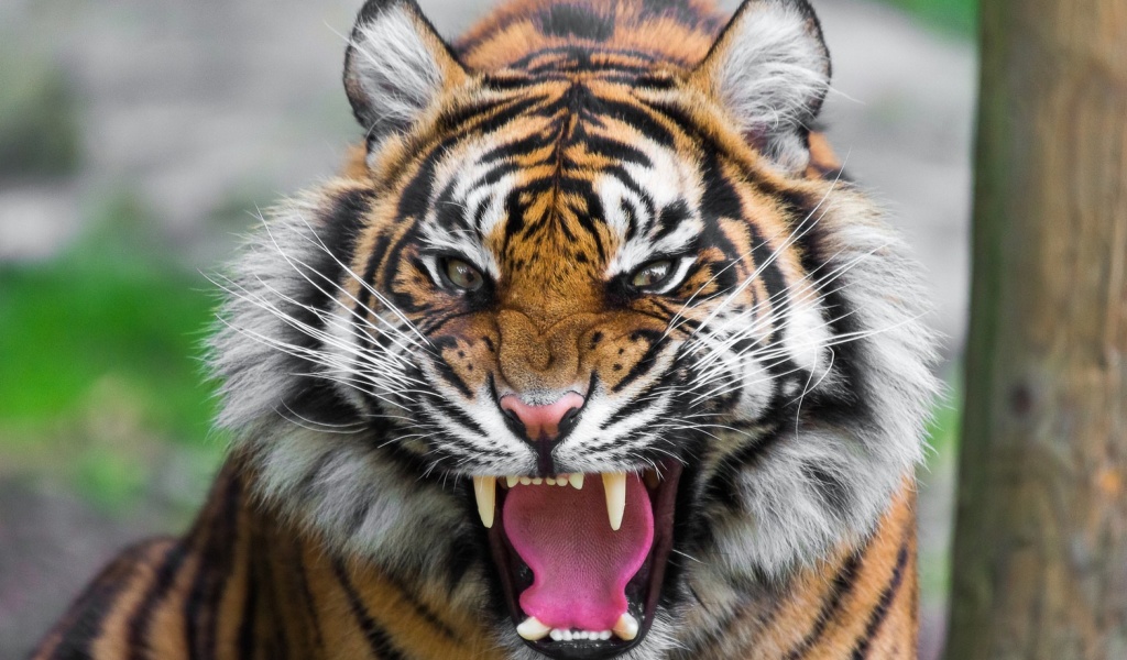 Обои Angry Tiger 1024x600