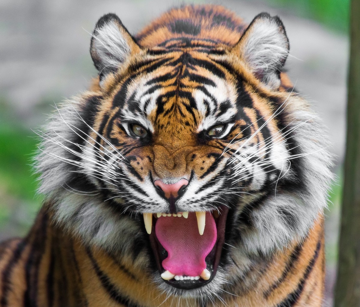 Angry Tiger wallpaper 1200x1024