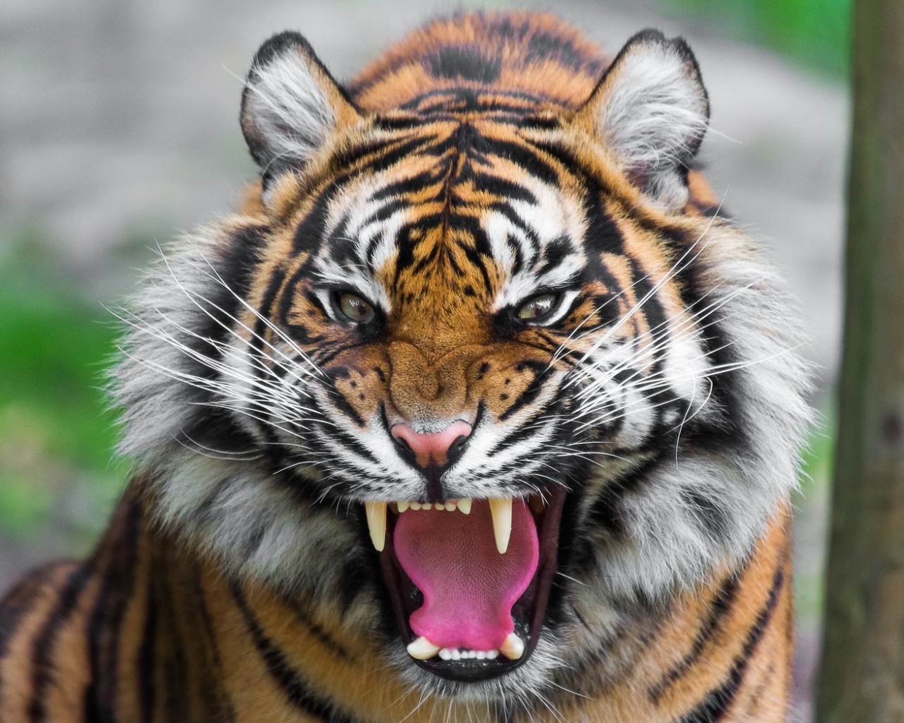 Angry Tiger wallpaper 1280x1024
