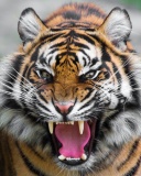 Fondo de pantalla Angry Tiger 128x160